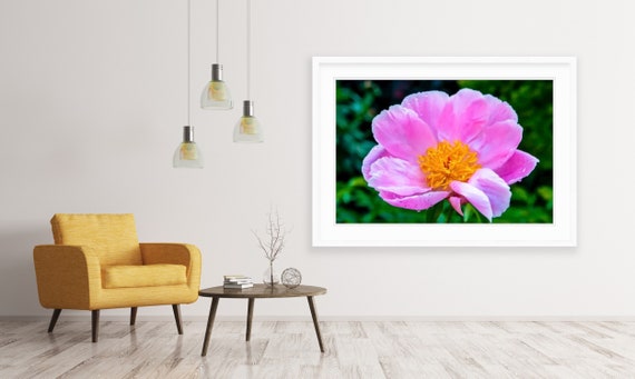 Peony, Rhode Island, Fine Art, Canvas, Artwork, Peony Wall Art, Pink Peony, Floral, Canvas Wall Art, Photography, Floral Wall Art, Garden,RI