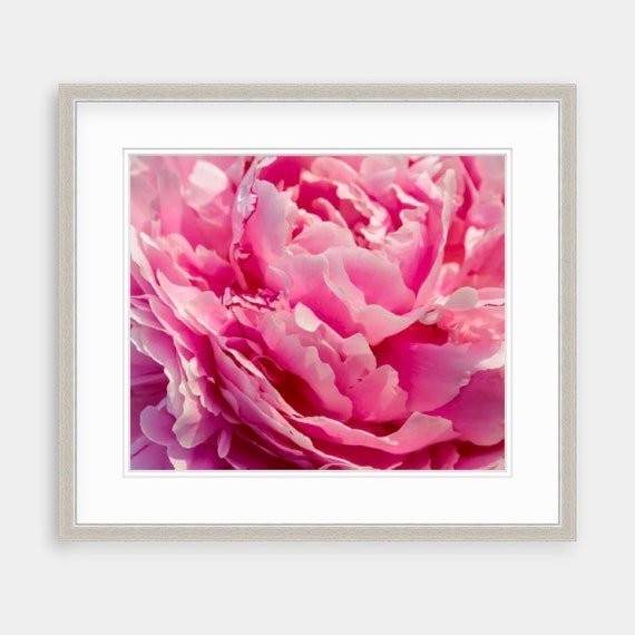 Pink Peony, Rhode Island, Warwick Neck, Floral, Nature, Art, Artwork, Photograph, Prints, Home Decor, Pink Flower Art, Peony, Flower, Photo