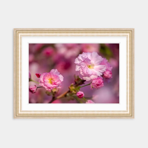 Pink Flower Art, Rhode Island, Cherry Blossoms, Floral, Nature, Art, Artwork, Photograph, Prints, Home Decor, Flowers, Garden, Floral Photo