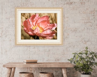 Floral Photography, Rhode Island, Peony, Floral, Nature, Artwork, Photograph, Print, Home Decor, Peach, Photo, Flower, Summer, Flower Art,RI