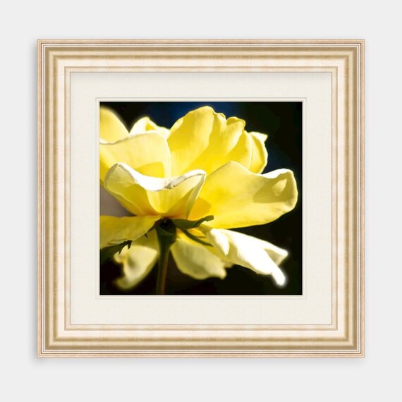 Yellow Rose, Rose Artwork, Photograph, Rose, Flower, Rhode Island, New England, Friendship, Summer, RI Gifts, Friend Gifts, Rose Photography