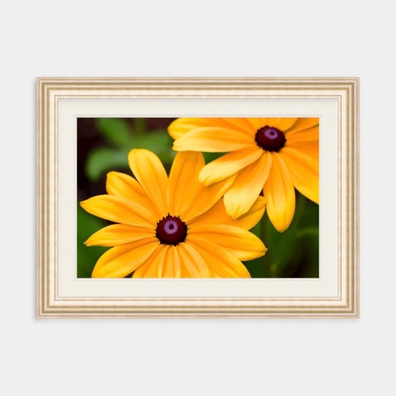 Flower Wall Art, Floral Photography, Black Eyed Susan Print, Rhode Island Artwork, Yellow Flower Art, Home Decor, Yellow Flower Photograph