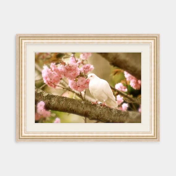 White Dove, Warwick Neck, Rhode Island, Peach, Print, Photograph, Wall Decor, Interior Home Decor, Floral, Wall Art, Summer, Floral Decor
