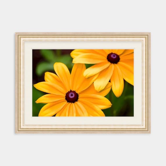 Black Eyed Susan Photo, Rhode Island Artwork, Floral Artwork, Flower Print, Summer Photo, Canvas Wall Art, New England Photography