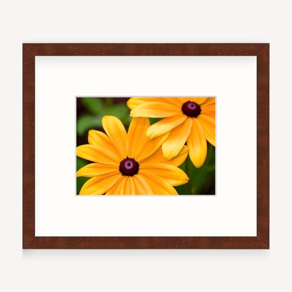 Gift Boxed, Framed Art, Black Eyed Susan, Warwick, Rhode Island, Framed Print, Flower, Rhode Island Gift, Art, Gift, Floral Art, RI