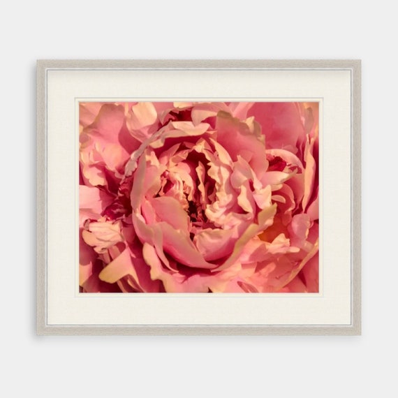 Peony Wall Art, Rhode Island, Fine Art, Canvas, Artwork, Peony, Peach, Floral, Photography, Flower Art, Floral Photography, Garden, Nature