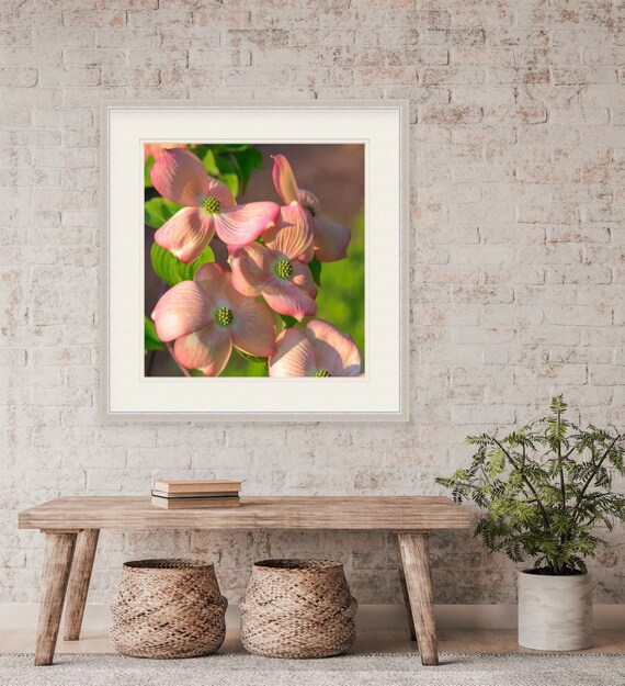Dogwood, Warwick Neck, Rhode Island, Flower Art, Peach, Print, Photograph, Wall Decor, Interior Home Decor, Floral, Wall Art, Summer, Garden