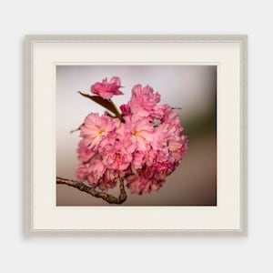 Cherry Blossom Art, Rhode Island, Cherry Blossoms, Floral, Nature, Art, Artwork, Photograph, Prints, Home Decor, Peach, Flower, Flower Art