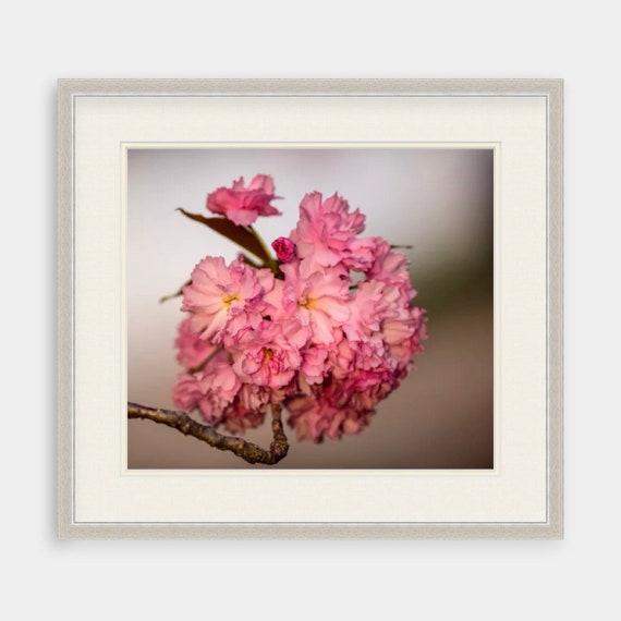 Cherry Blossom Art, Rhode Island, Cherry Blossoms, Floral, Nature, Art, Artwork, Photograph, Prints, Home Decor, Peach, Flower, Flower Art