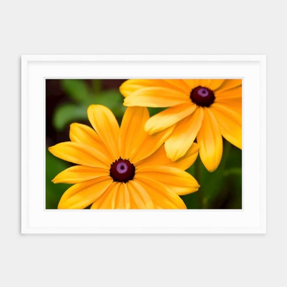 Framed Art, Black Eyed Susan, Rhode Island, Rhode Island Art, Fall Home Decor, Flower Art, Floral, Flower, Autumn, New England, Artwork,Fall