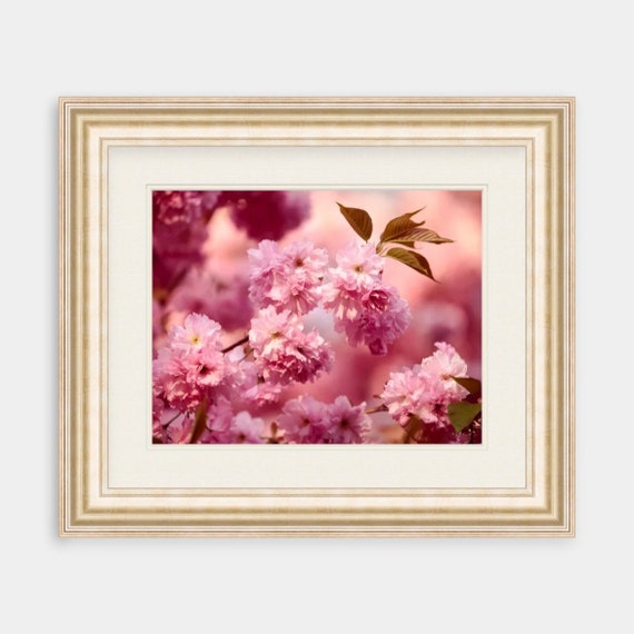 Cherry Blossom Art, Rhode Island, Cherry Blossoms, Floral, Nature, Art, Artwork, Photograph, Prints, Home Decor, Flowers, Flower Art, Photo