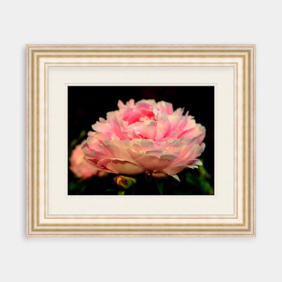 Peony, Warwick Neck, Rhode Island, Flower, Print, Photograph, Wall Decor, Interior Home Decor, Floral, Wall Art, Summer, Floral Photography