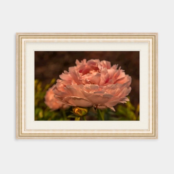 Peony, Rhode Island, Fine Art, Canvas, Artwork, Peony Art, Peach, Floral, Photography, Floral Artwork, Garden, Canvas Wall Art, Nature, Art