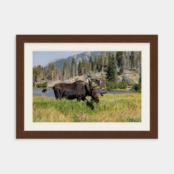 Sprague Lake, Rocky Mountain National Park, Colorado, Hiking, Nature, Moose, Decor, Photograph, Artwork, Wall Art, Wildlife Photography, Art