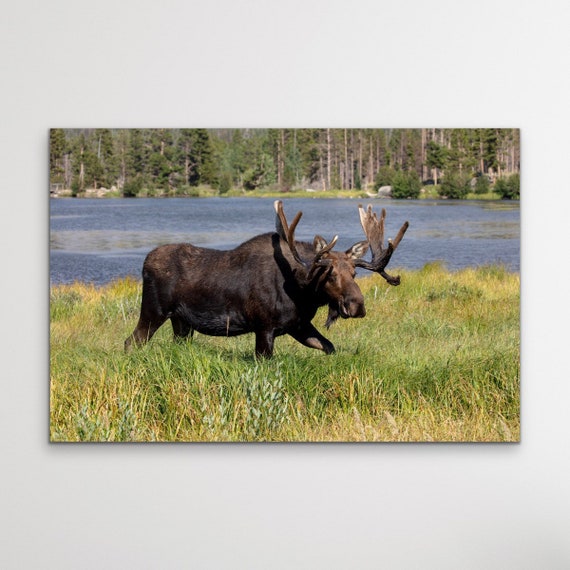 Sprague Lake, Rocky Mountain National Park, Colorado, Nature, Photography, Canvas, Hiking, Decor, Wall Art, Mountains, Artwork, Moose, Art