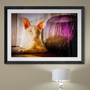 Sunworshippurr Feline Still Life Photographic and Fine Art Prints