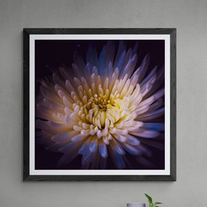 BOTANICS No. 10 Photographic and Fine Art Prints