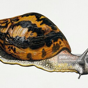 Giant Land Snail image 1