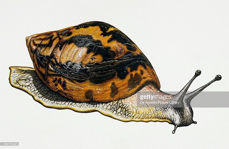 Giant Land Snail image 1