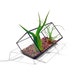 see more listings in the Terrariums section