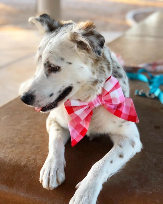Girl dog collar with bow online