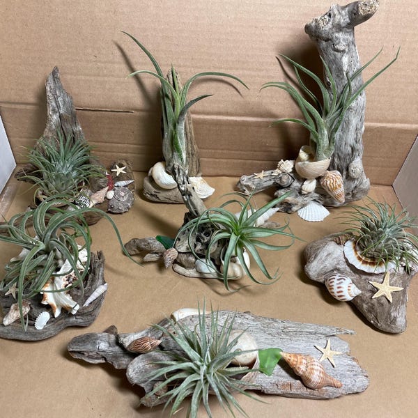 Driftwood air plant holders