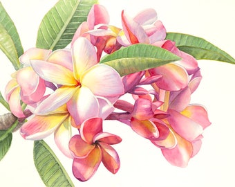 Plumeria Painting Matted Art Print
