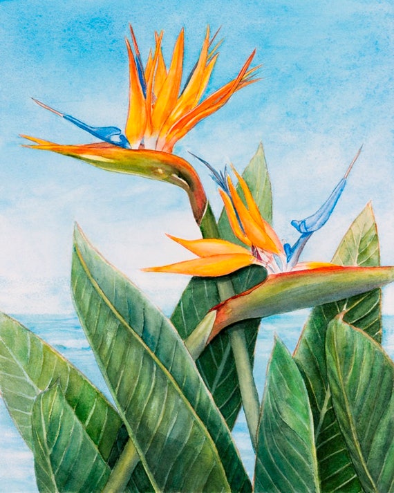 Oiseau De Paradis Kauai Hawaii Peinture Art Print