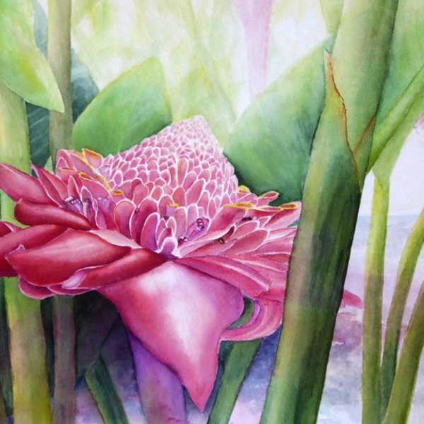 Torch Ginger Plant Etsy