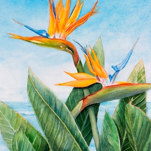Vertical Bird of Paradise Painting Matted Art Print
