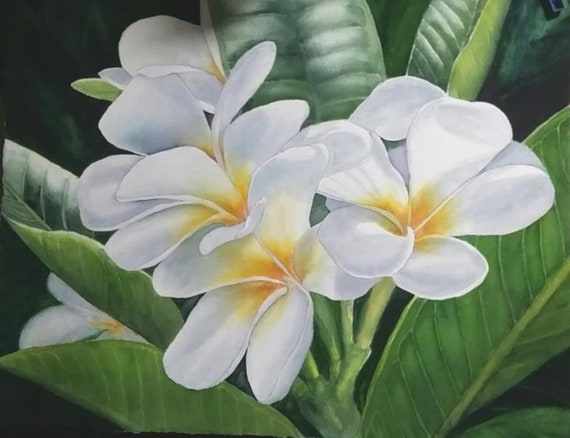 White Plumeria Kauai Hawaii Painting Art Print | Etsy