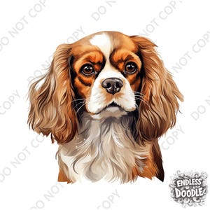 May include: A brown and white Cavalier King Charles Spaniel with long, flowing ears. The dog has a sweet expression and is looking directly at the viewer.