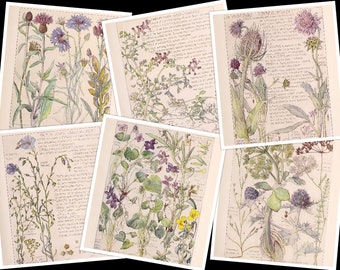 May include: Six vintage botanical illustrations featuring various flowers and plants. The illustrations are in watercolor and have a faded, antique look. The illustrations are on a cream-colored background with handwritten text.