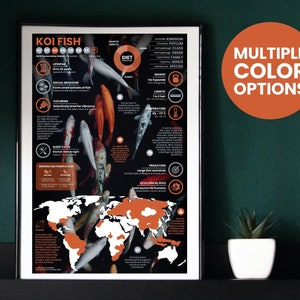Póster de peces koi / Infografía de animales acuáticos / Educación para la conservación (28 x 43 cm)
