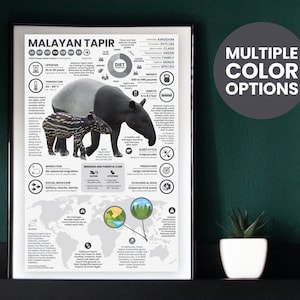 Póster del tapir malayo / Infografía sobre fauna silvestre / Educación para la conservación (28 x 43 cm)