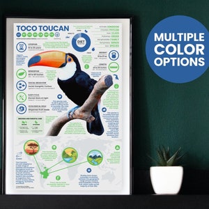 Póster del tucán toco / Infografía del tucán / Educación para la conservación (28 x 43 cm)