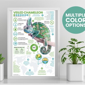 teschio di camaleonte velato