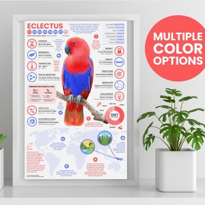 Póster de Eclectus / Impresión de loro / Infografía de fauna silvestre / Educación sobre conservación (28 x 43 cm)