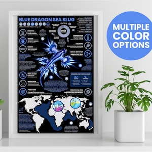 Póster de babosa marina dragón azul / Infografía animal sobre Glaucus atlántico / Educación para la conservación (28 x 43 cm)