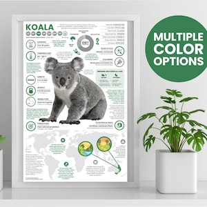 Póster de koalas / Infografía animal / Educación sobre conservación (28 x 43 cm)