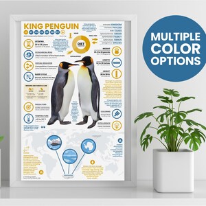 Póster de pingüino rey / Infografía sobre fauna silvestre / Educación para la conservación (28 x 43 cm)