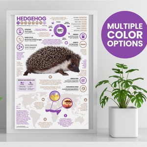 Póster de erizo / Infografía de animales salvajes / Educación para la conservación (28 x 43 cm)