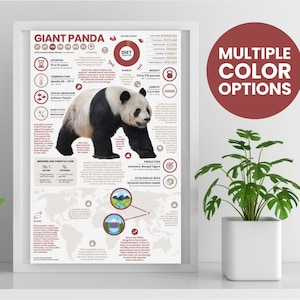 Póster de panda gigante / Infografía de animales salvajes / Educación para la conservación (28 x 43 cm)