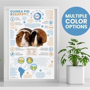Póster de conejillos de indias / Infografía animal / Educación para la conservación (28 x 43 cm)