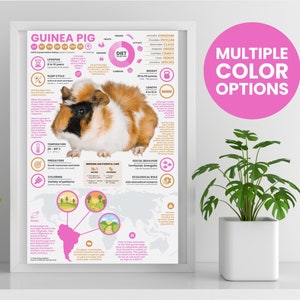 Póster de conejillos de indias / Infografía animal / Educación para la conservación (28 x 43 cm)