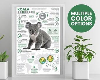 koalacoページ Koala Poster | Animal Infographic | Conservation Education (11