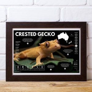 Affisch med krönad gecko | Modernt infografiskt tryck med vilda djur | Naturvårdsutbildning (28 x 43 cm)