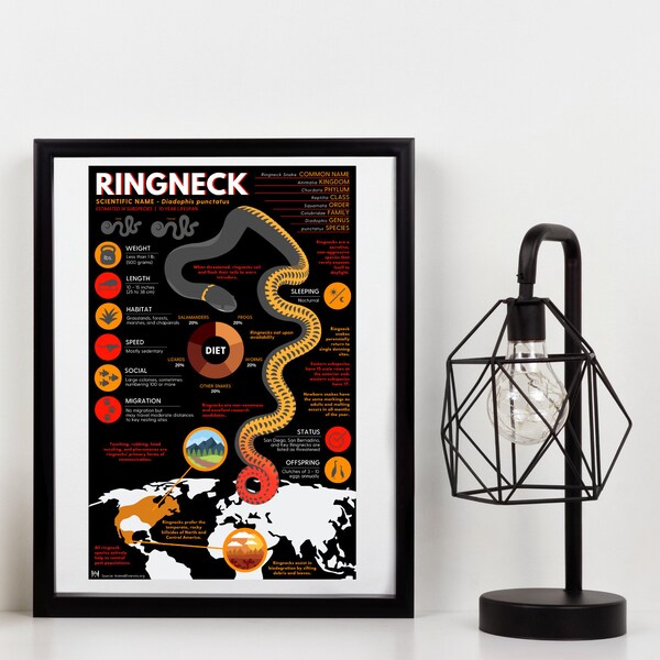 Ringneck - Etsy