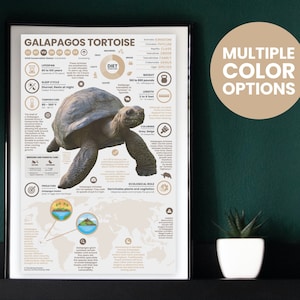 Póster de tortuga de Galápagos / Impresión de reptiles / Infografía de fauna silvestre / Educación para la conservación (28 x 43 cm)