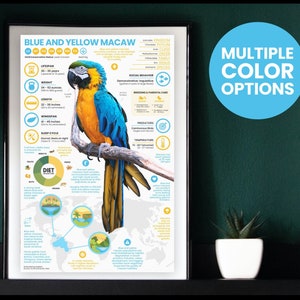 Póster de guacamayo azul y amarillo / Impresión de loro / Infografía de fauna silvestre / Educación para la conservación (28 x 43 cm)